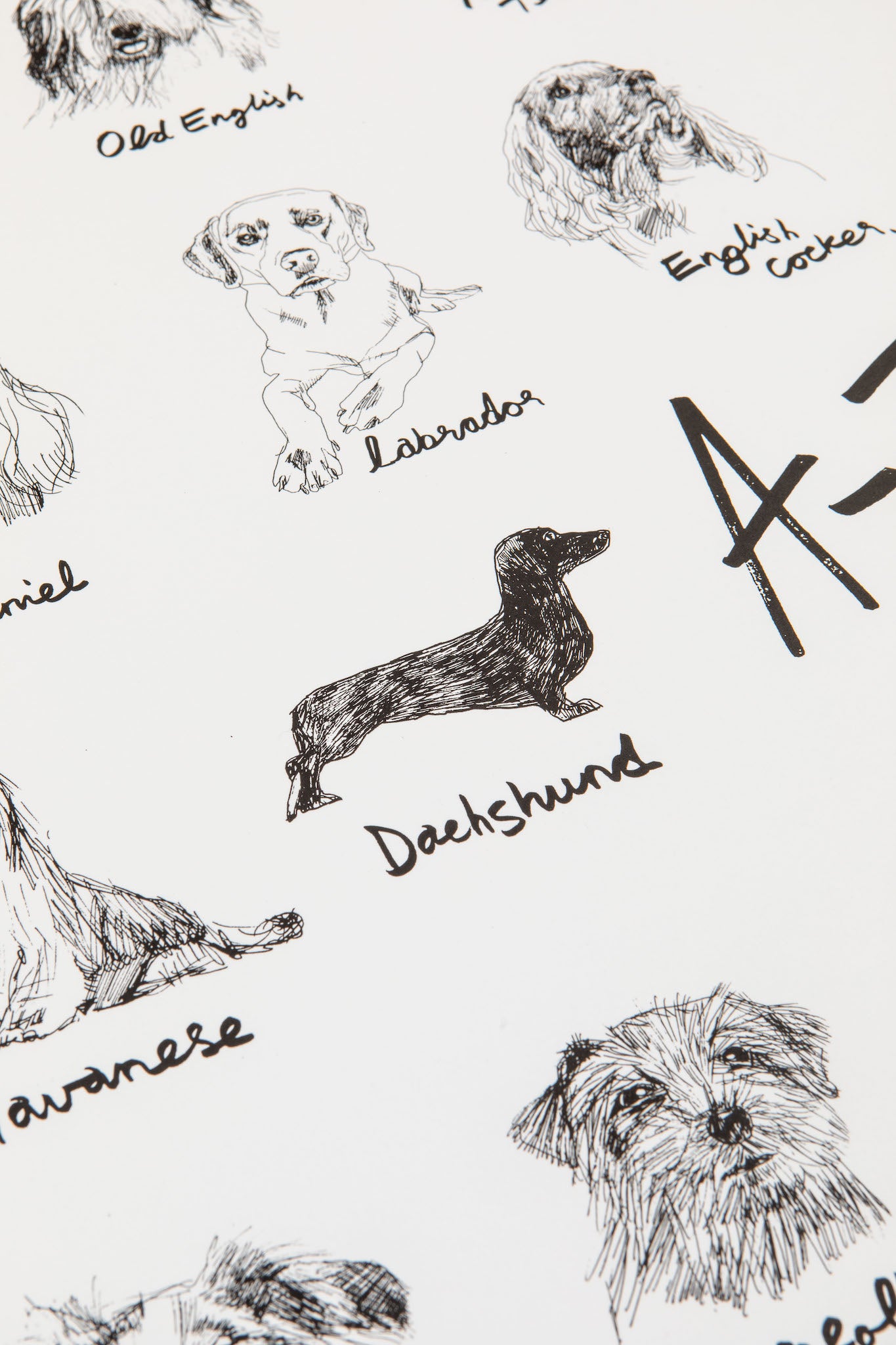 The A-Z of Dogs