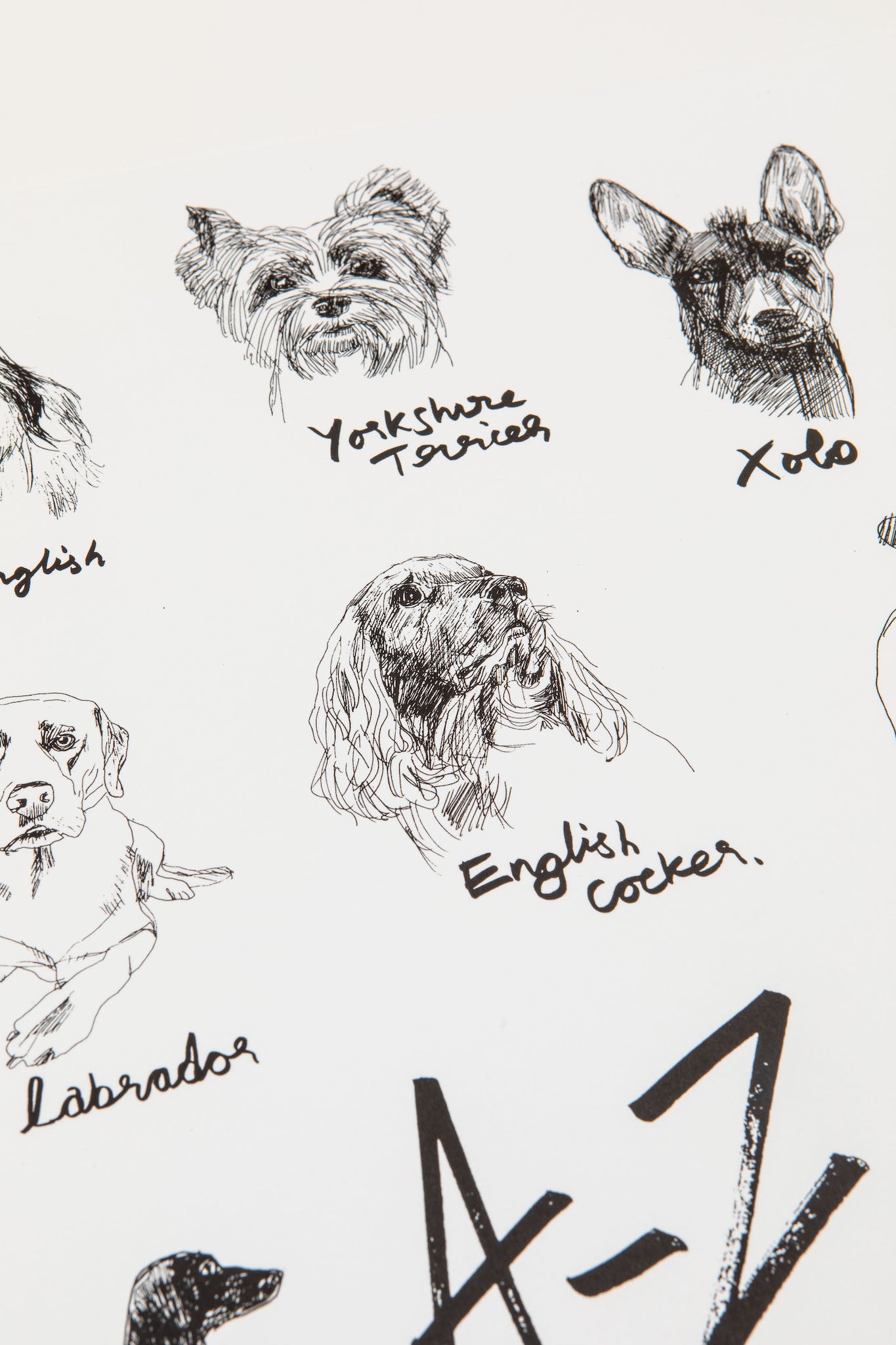 The A-Z of Dogs