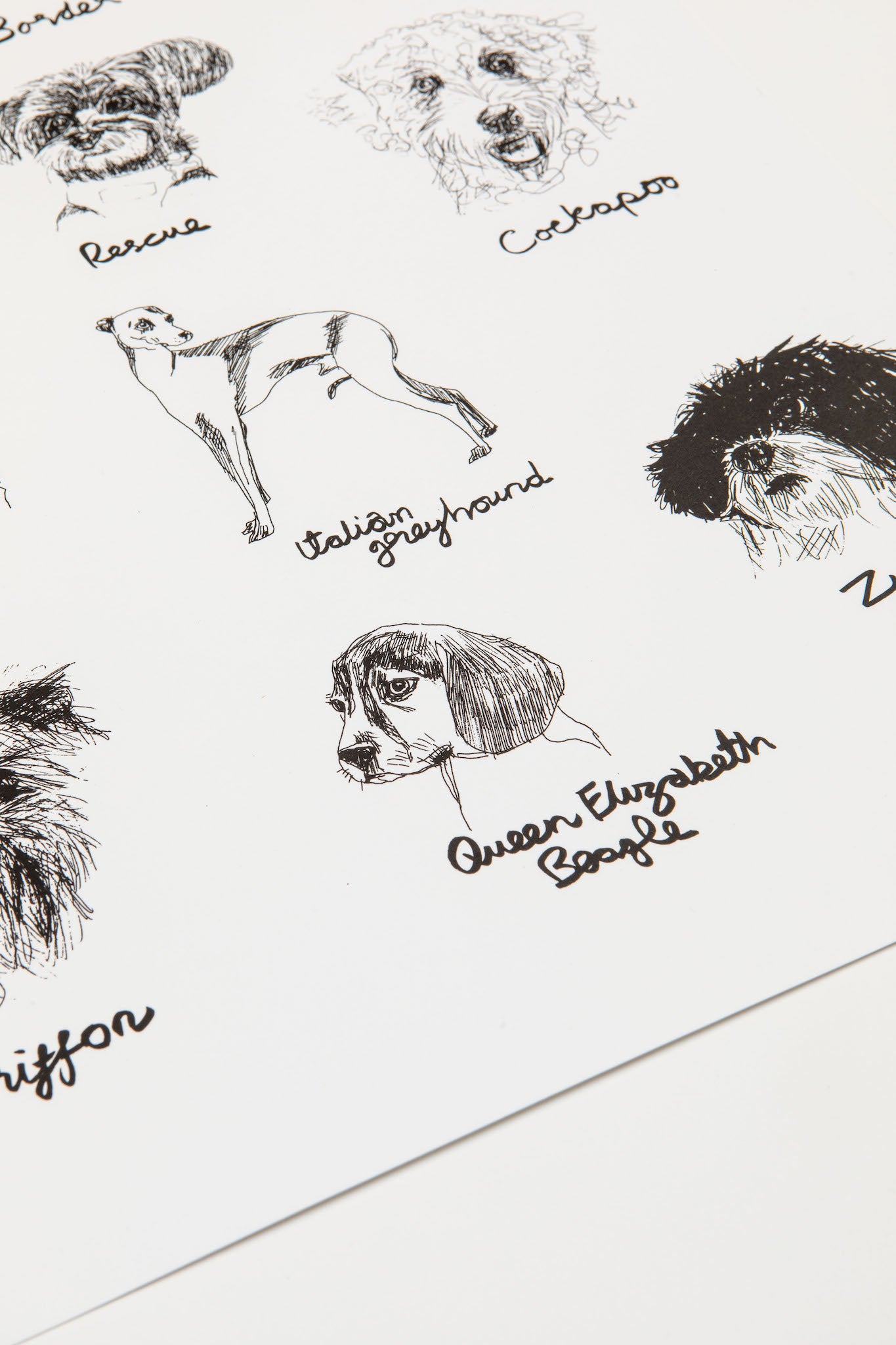 The A-Z of Dogs