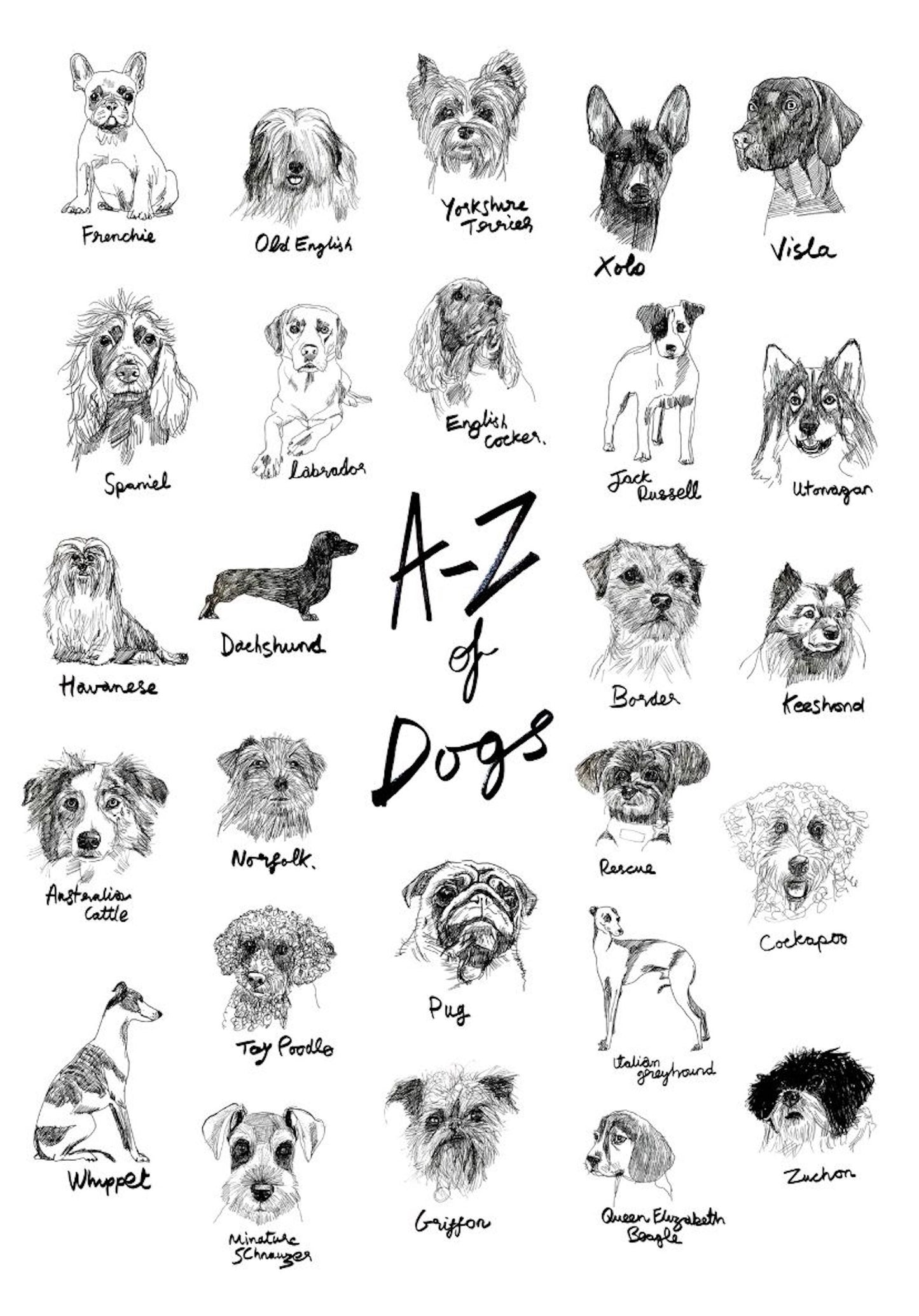 The A-Z of Dogs